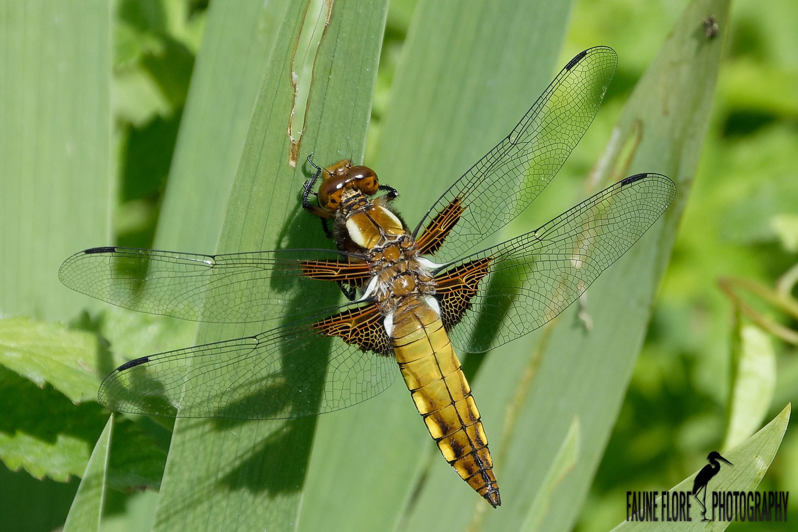 ORTHETRUM CANCELLATUM