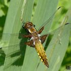 ORTHETRUM CANCELLATUM