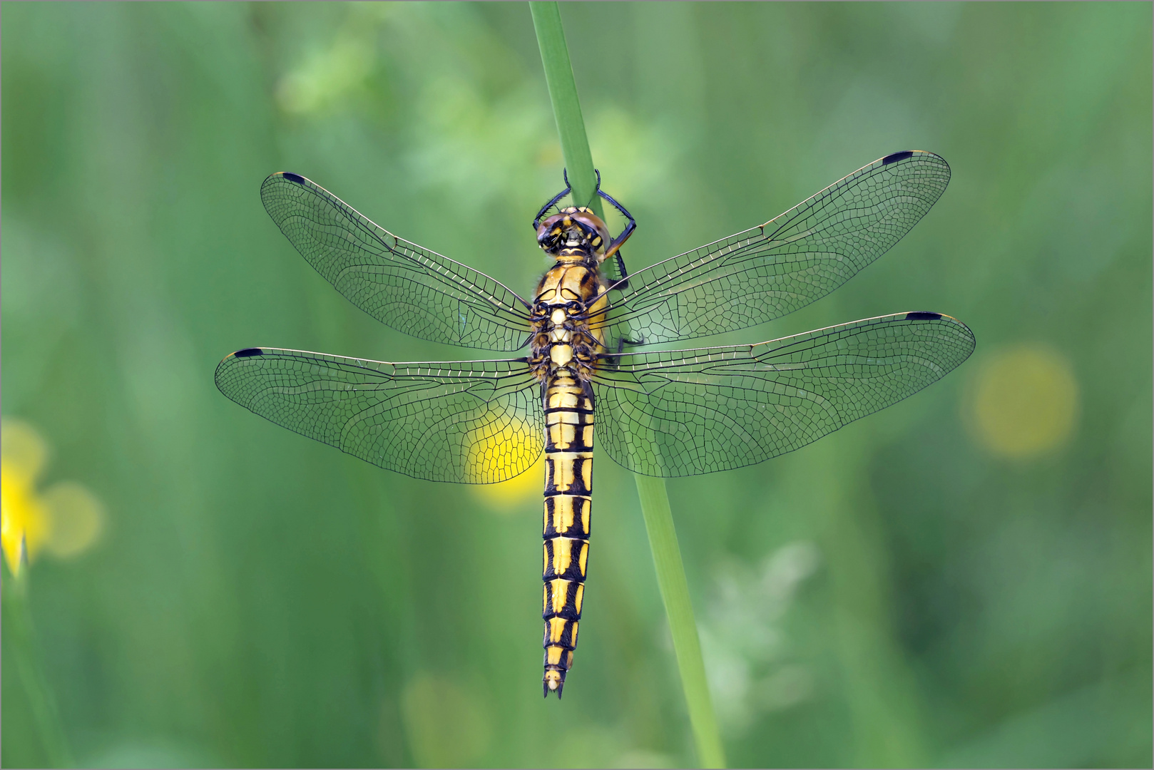 Orthetrum cancellatum