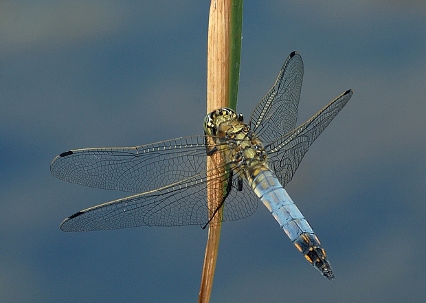 Orthetrum cancellatum