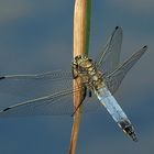 Orthetrum cancellatum