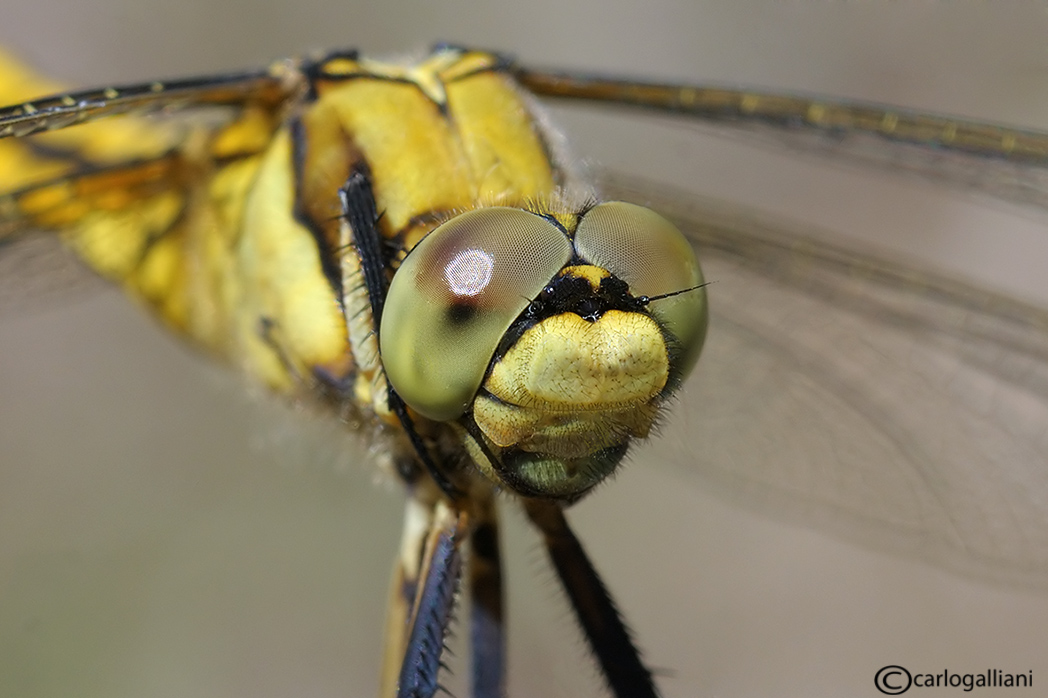 Orthetrum cancellatum