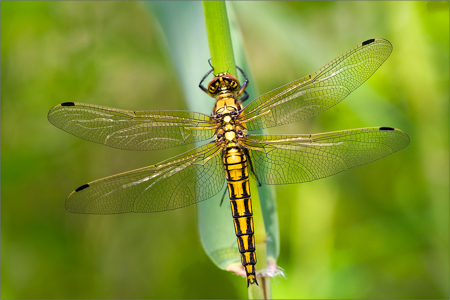 Orthetrum cancellatum