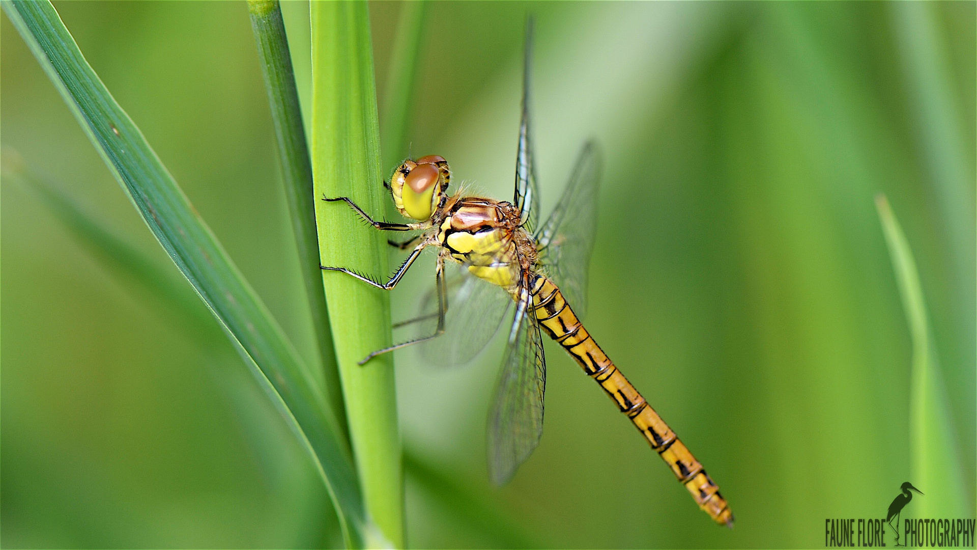 Orthetrum cancellatum