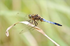 Orthetrum cancellatum