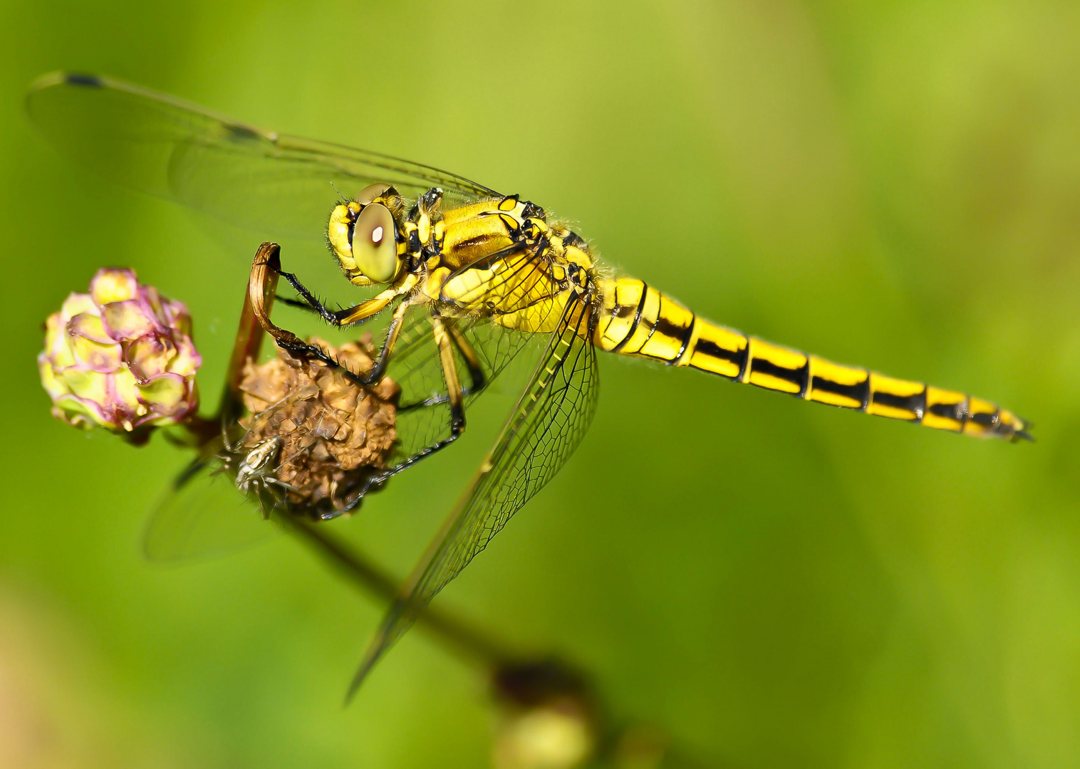 Orthetrum cancellatum