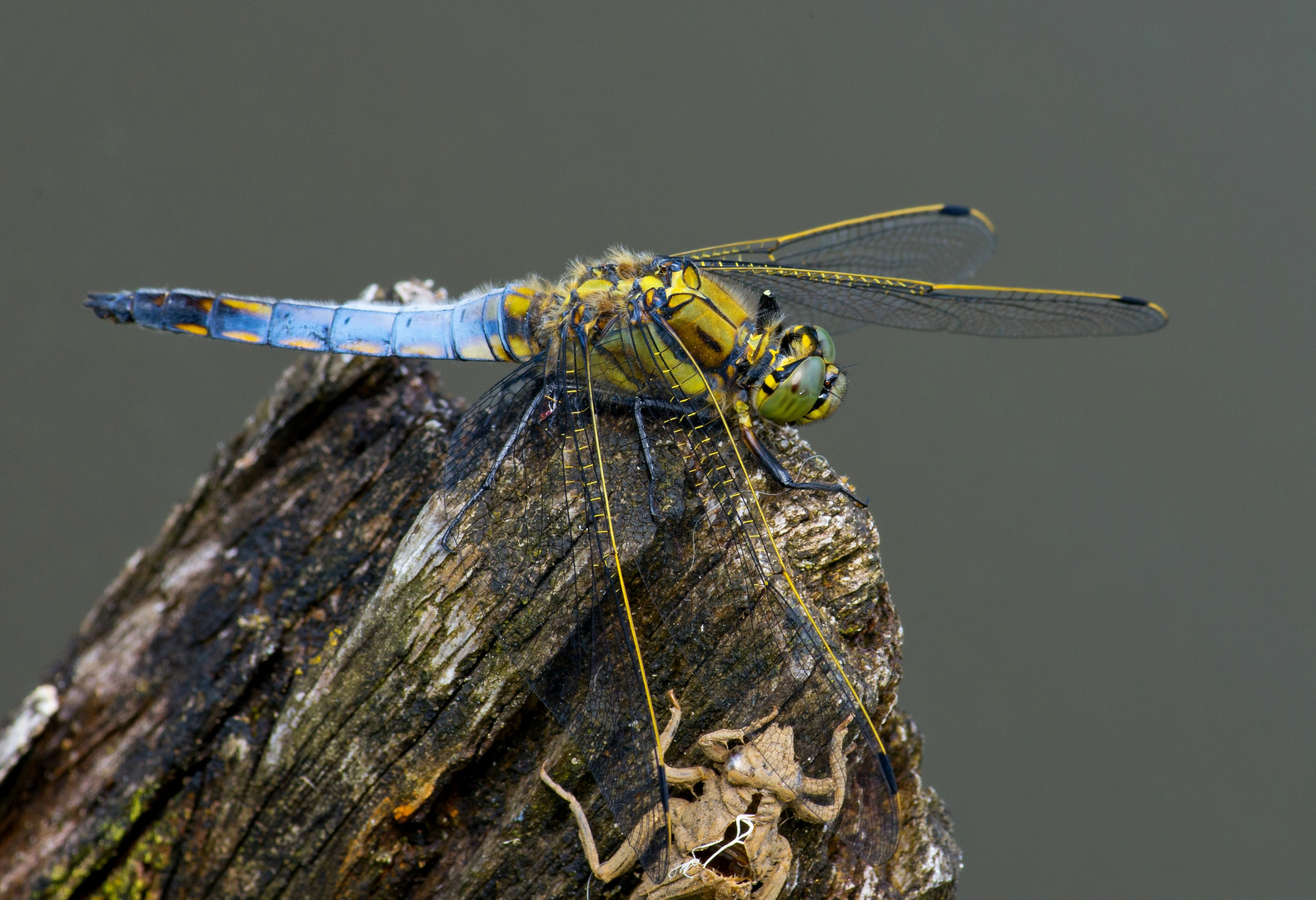 Orthetrum cancellatum