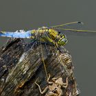 Orthetrum cancellatum