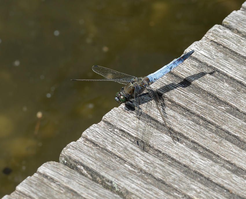 Orthetrum cancellatum