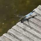 Orthetrum cancellatum