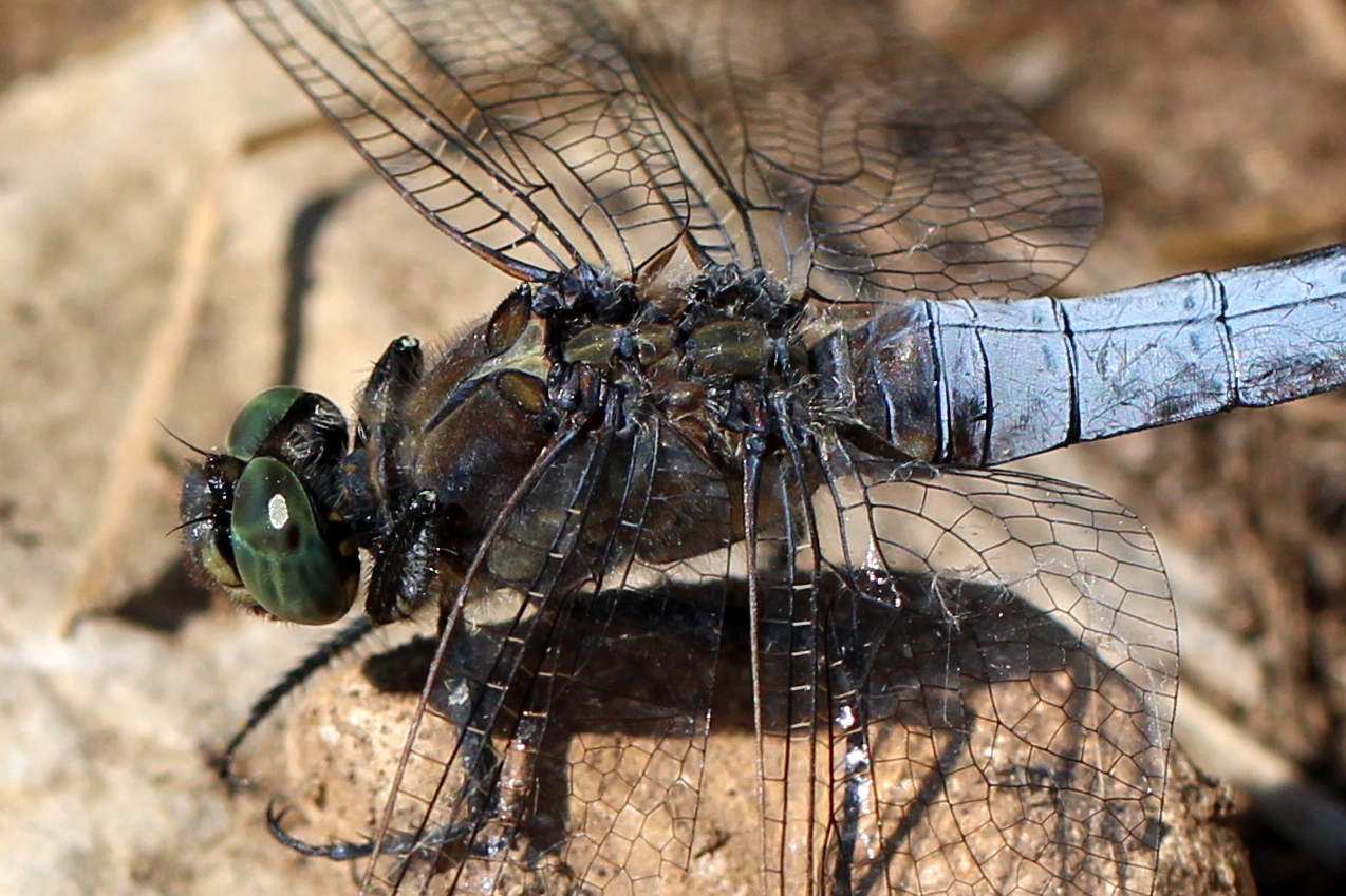 Orthetrum cancellatum