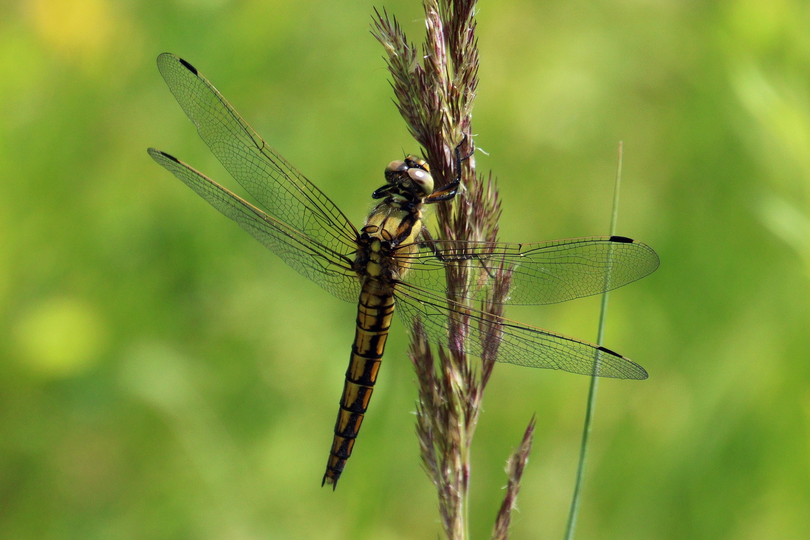 Orthetrum cancellatum