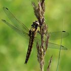 Orthetrum cancellatum