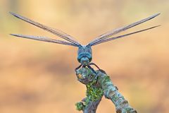 Orthetrum cancellatum