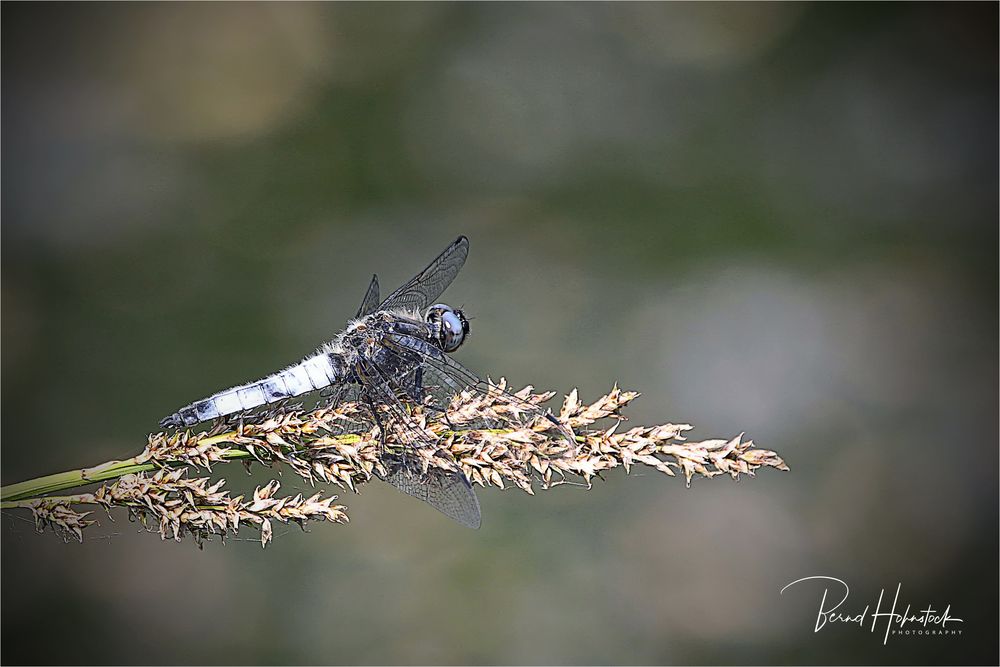 Orthetrum cancellatum .... Blaupfeil