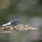 Orthetrum cancellatum .... Blaupfeil