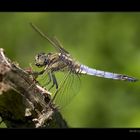 Orthetrum cancellatum