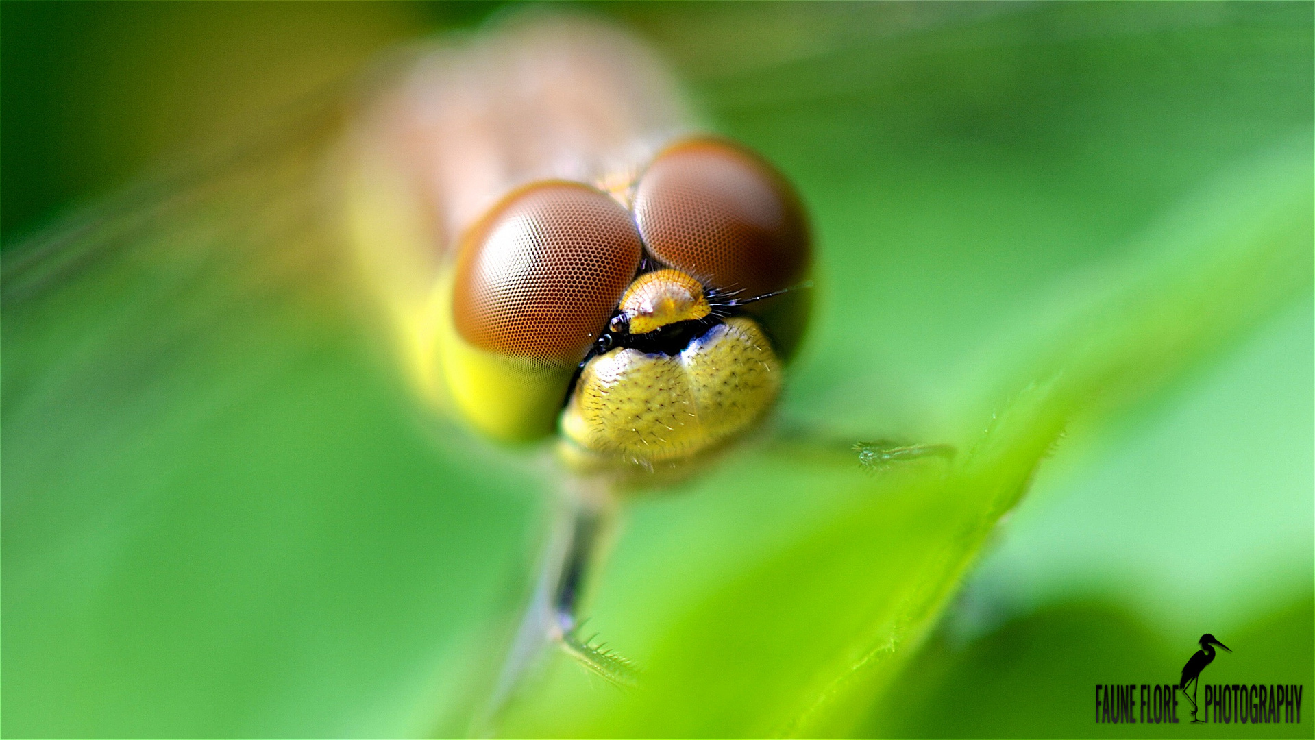 Orthetrum cancellatum