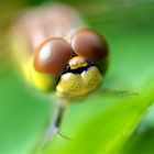 Orthetrum cancellatum