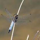 Orthetrum cancellatum