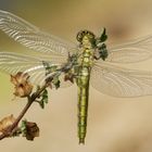 Orthetrum cancellatum