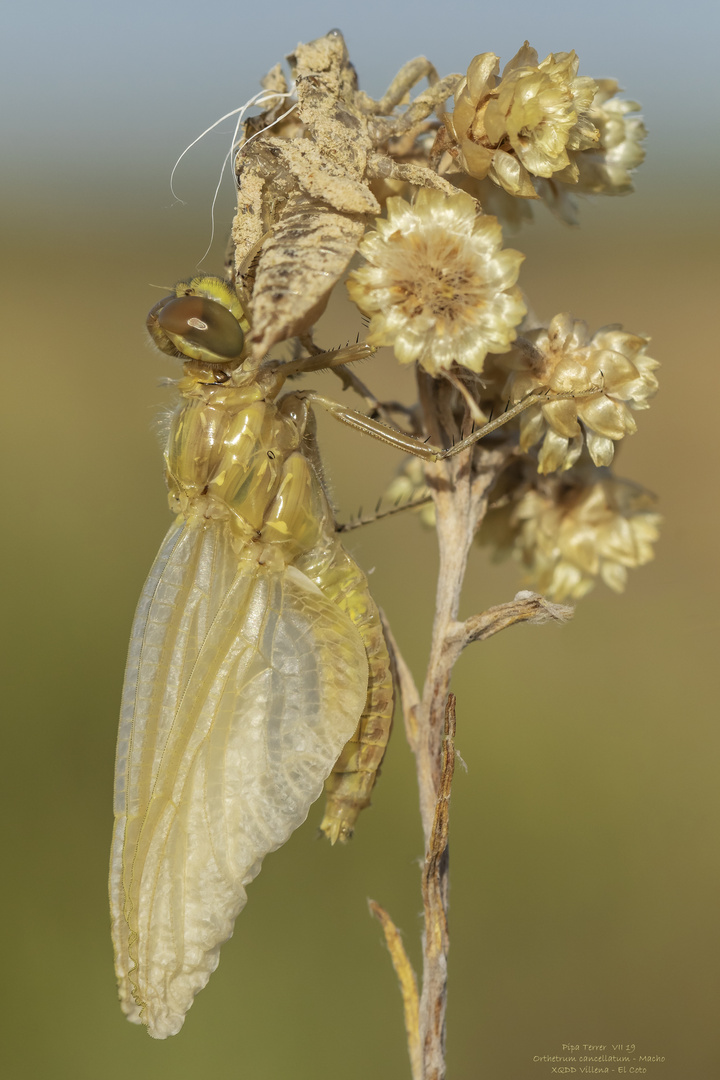 Orthetrum cancellatum