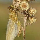 Orthetrum cancellatum