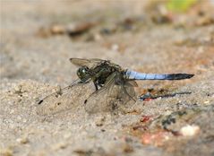 Orthetrum cancellatum