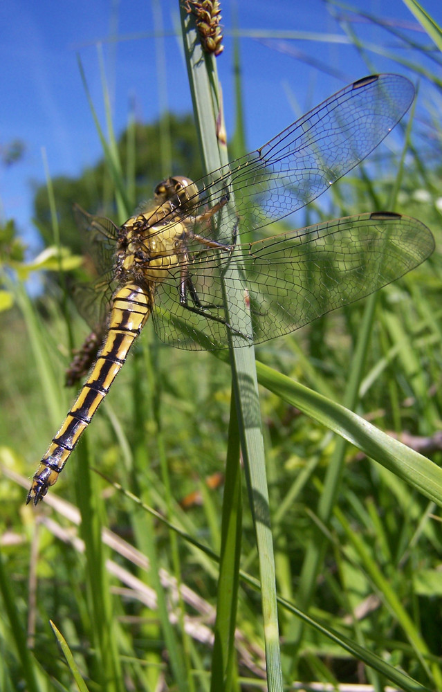 Orthetrum cancellatum