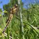 Orthetrum cancellatum