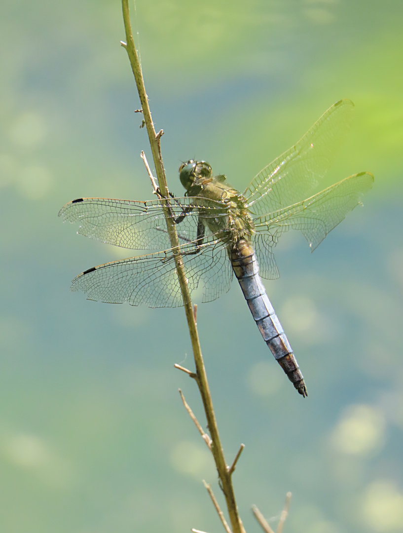 Orthetrum cancellatum (Großer Blaupfeil) 02