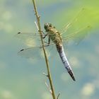 Orthetrum cancellatum (Großer Blaupfeil) 02