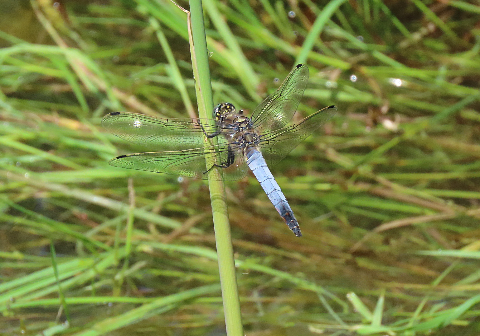 Orthetrum cancellatum (Großer Blaupfeil)