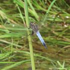 Orthetrum cancellatum (Großer Blaupfeil)