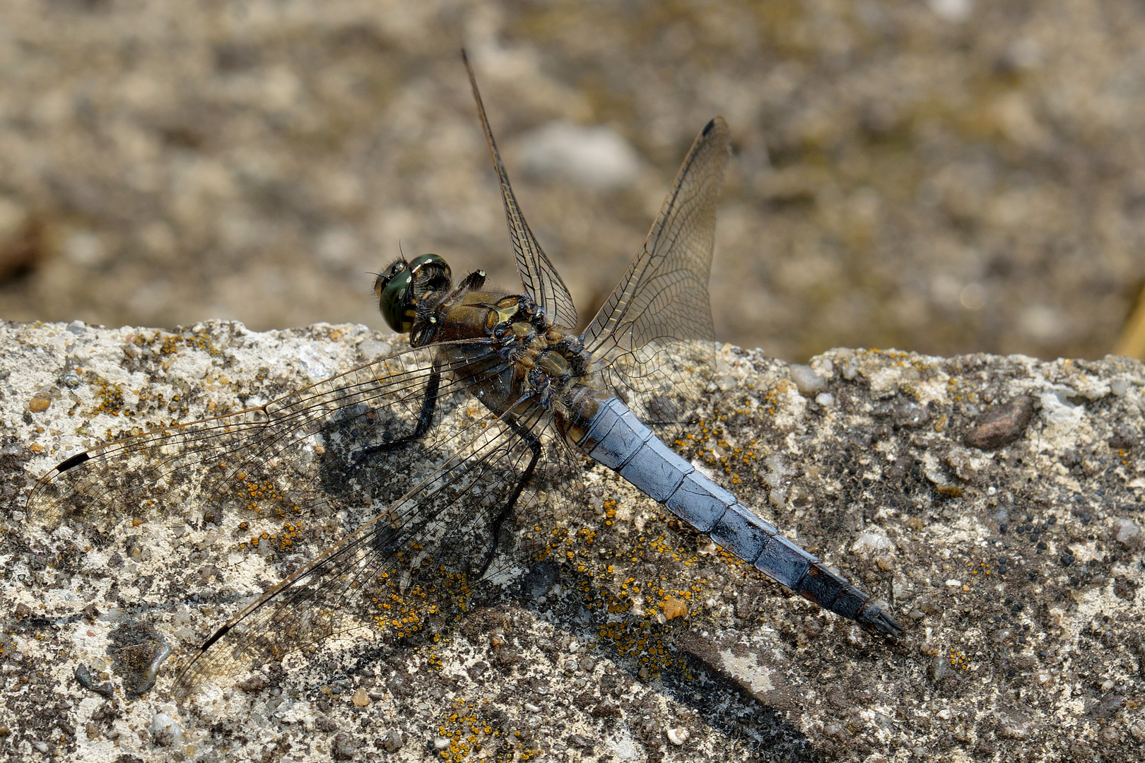 Orthetrum cancellatum, Großer Blaupfeil