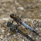 Orthetrum cancellatum, Großer Blaupfeil