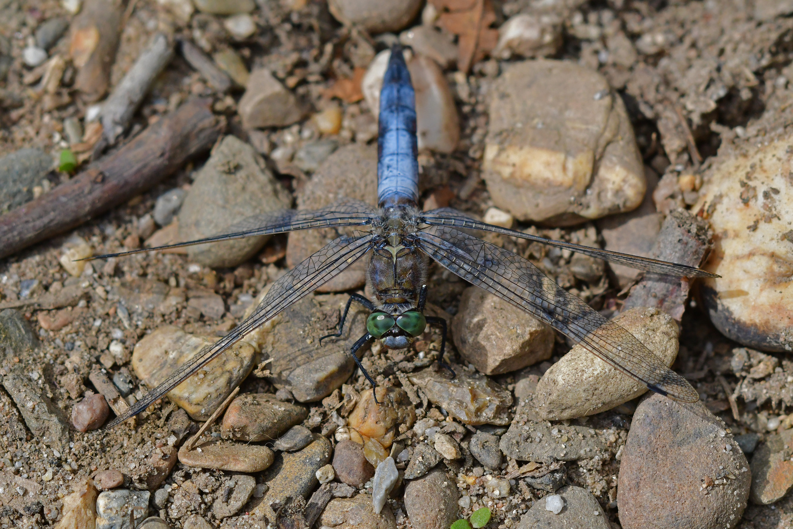 Orthetrum cancellatum - Großer Blaupfeil 