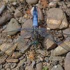 Orthetrum cancellatum - Großer Blaupfeil 