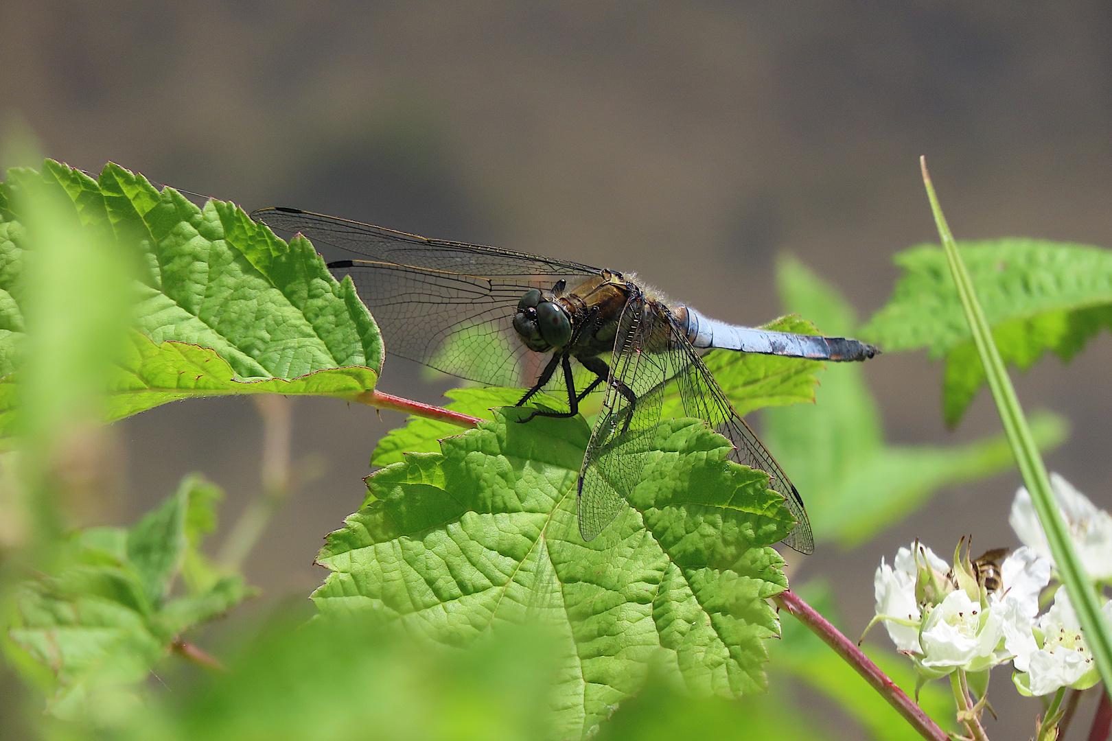 Orthetrum cancellatum (Großer Blaupfeil)