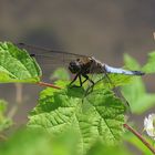 Orthetrum cancellatum (Großer Blaupfeil)