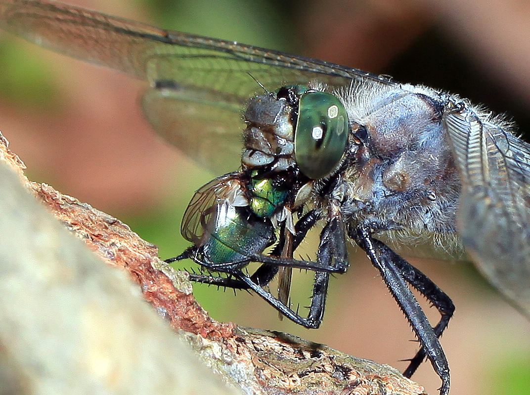 Orthetrum cancellatum, Großer Blaupfeil, Männchen, frisst Goldfliege Lucilia caesar