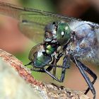 Orthetrum cancellatum, Großer Blaupfeil, Männchen, frisst Goldfliege Lucilia caesar