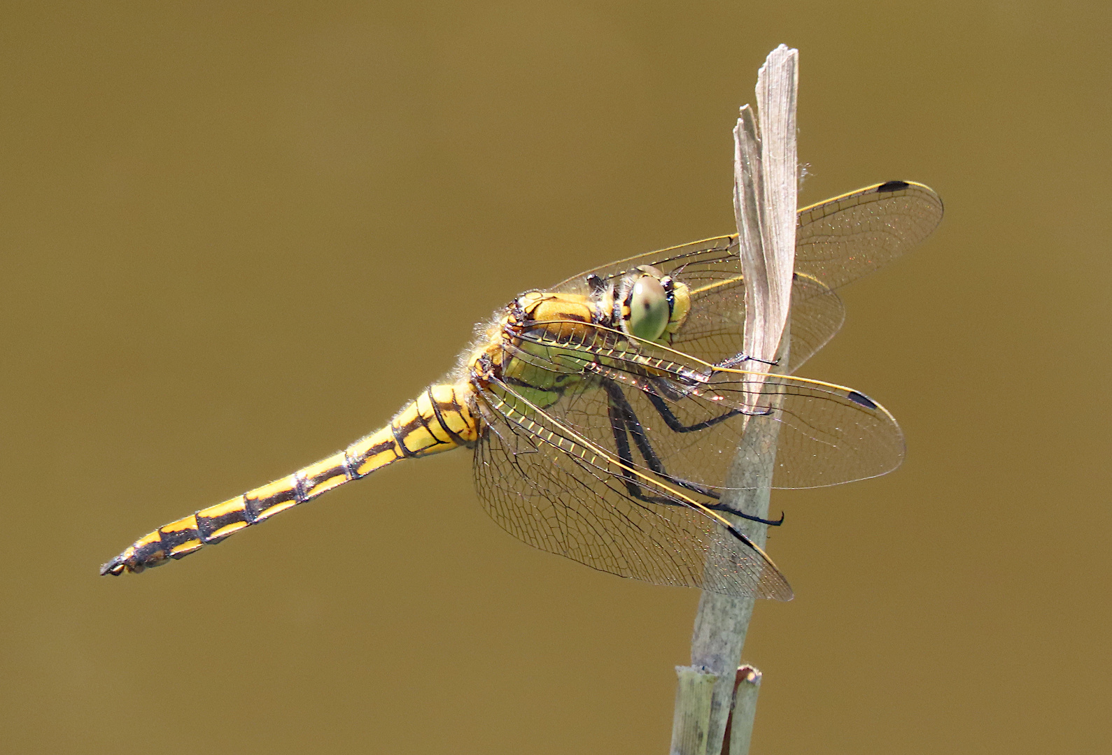 Orthetrum cancellatum (Großer Blaupfeil) - Weibchen