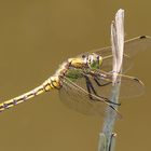 Orthetrum cancellatum (Großer Blaupfeil) - Weibchen