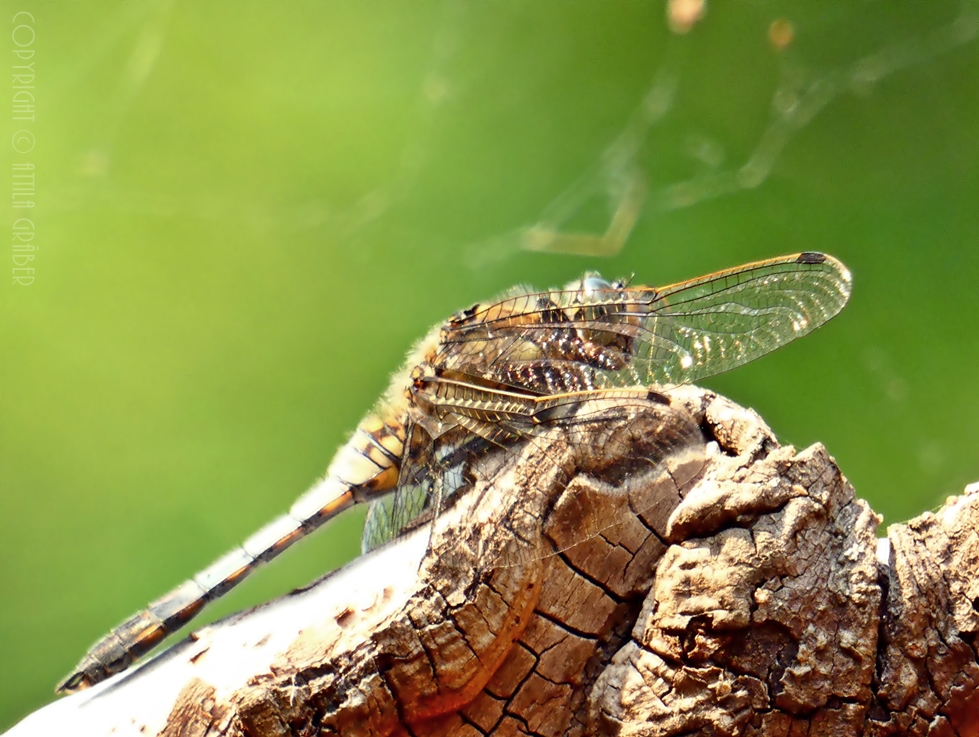 Orthetrum cancellatum I