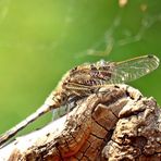 Orthetrum cancellatum I