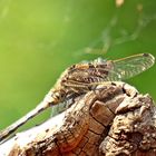 Orthetrum cancellatum I