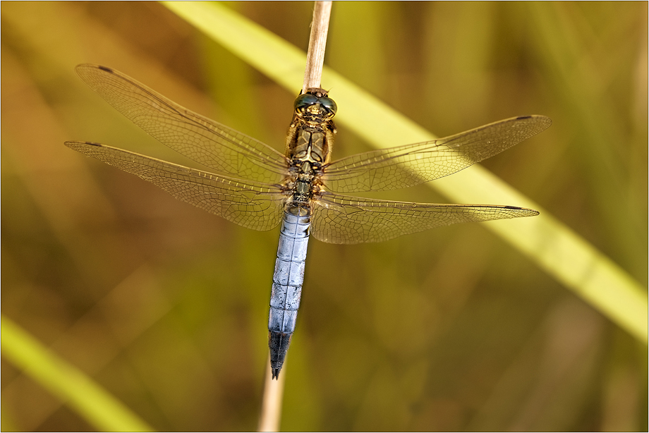 Orthetrum cancellatum II