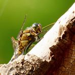 Orthetrum cancellatum II (Porträt)