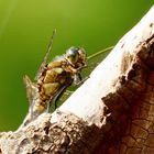 Orthetrum cancellatum II (Porträt)